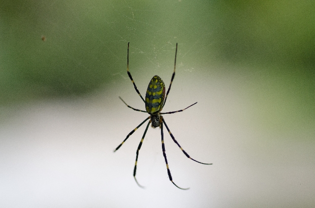 家に大きい黒い蜘蛛が出たら実はラッキー！ゴキブリ退治グモと共存するコツ